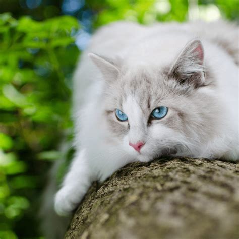 Unpacking The Ragdoll Cat Breed Complete Profile With Adorable Must