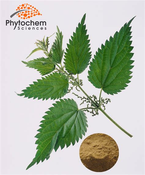 Urtica dioica root used to inhibit the body's production of the hormone dht that is responsible for hair loss. Nettle Extract powder benefits to protect from hair loss