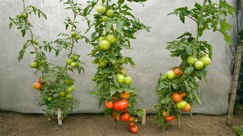 Top 10 Tomatoes Growing Tips Easy Gardening Youtube