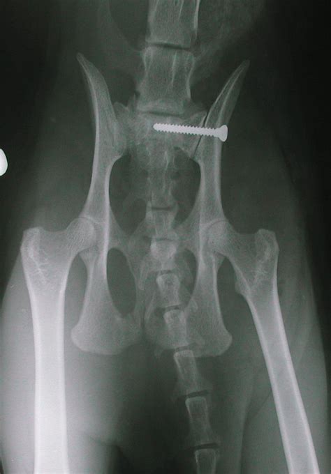 Pelvis Sacroiliac Luxation Postoperative Radiograph Vd In Cats
