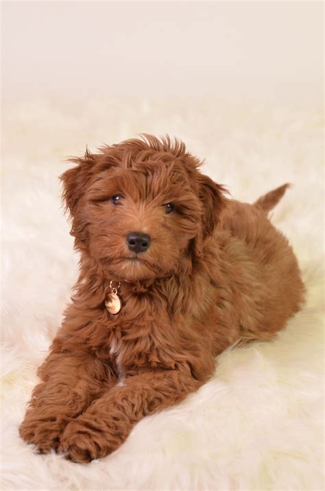 Goldendoodle Puppy Puppies Goldendoodle Puppy Goldendoodle