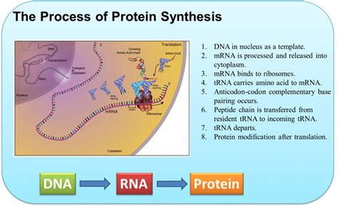 Protein Synthesis Creative Biostructure