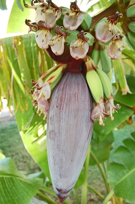 Banana Blossoms Hanging From A Tree And Growing Banana Fruit Stock