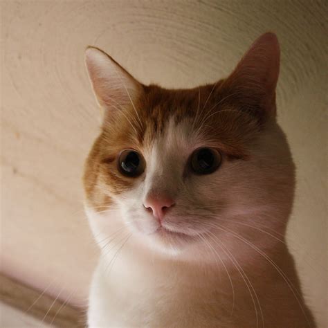Orange And White Cat Face Close Up Picture Free Photograph Photos