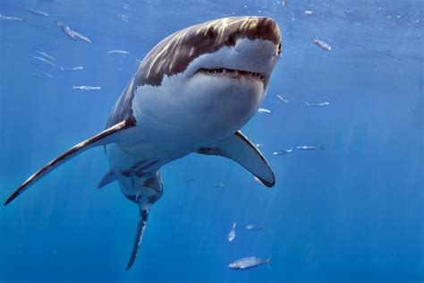 Обои животные акулы океан глубина акула картинки на рабочий стол