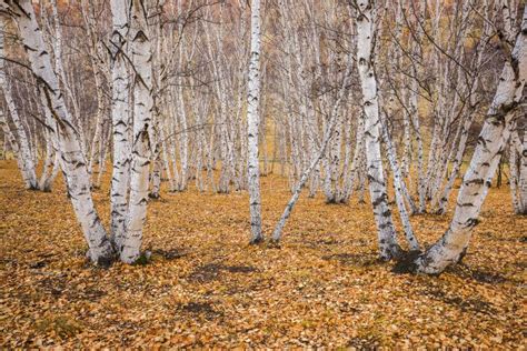 The Autumn Birch Trees Stock Photo Image Of Tree Foliage 172158936