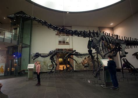 Das Dino Museum Lingo Das Mit Mach Web