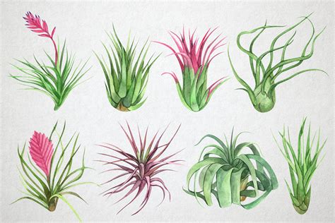 Watercolor Air Plants Clip Art House Plants In Plant Pots For Instant