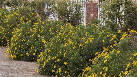 5 Great Early Blooming Shrubs Southwest