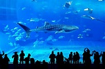 Georgia Aquarium in Atlanta - One of the World’s Largest Aquariums – Go ...