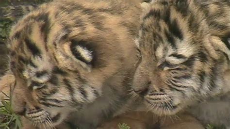 RtÉ Archives Environment Two Tiger Cubs Born At Dublin Zoo