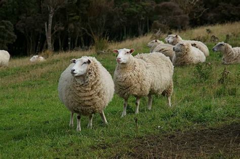 Top 15 Sheep Breeds For Wool Pethelpful
