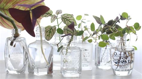 Especially often the caladium bicolor breeding is offered. How to Propagate Plants in Water! | DIY Nail Polish Bottle ...