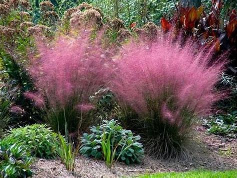 Pink Muhly Grass 6 Pot Hardy Outdoor Drought Tolerant Etsy In 2021
