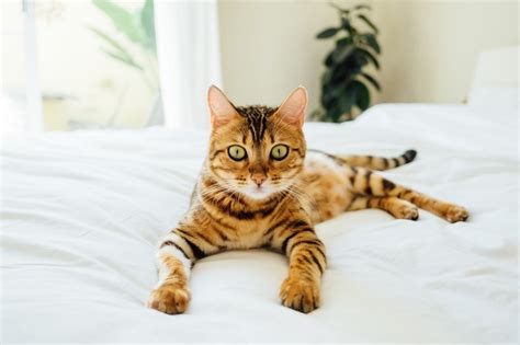 8 Reasons Your Cat Poops On The Bed And How To Fix It Excited Cats
