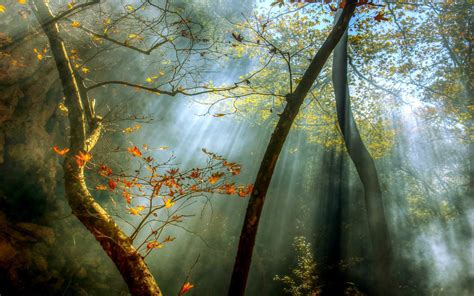 Sfondi Luce Del Sole Alberi Paesaggio Foresta Autunno Le Foglie