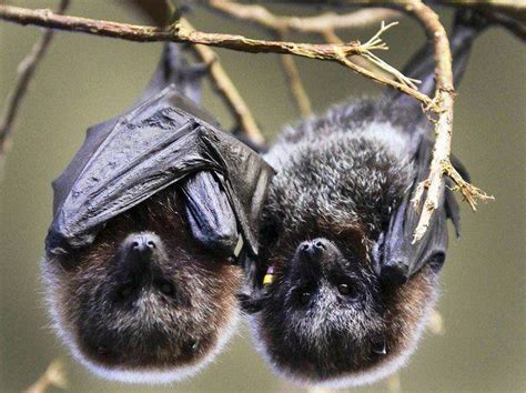 Cute Bats Sleeping Cute Bat Bat Fruit Bat