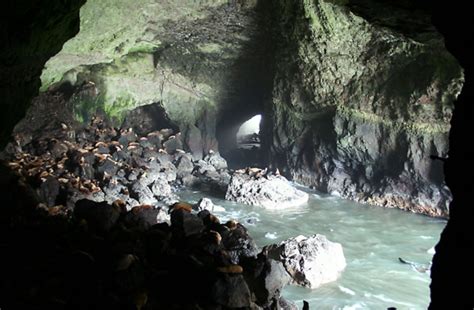 Sea Lion Caves The Whale Trail