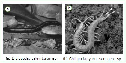 4 Klasifikasi Arthropoda Dan Contohnya Arachnida Crustacea Myriapoda