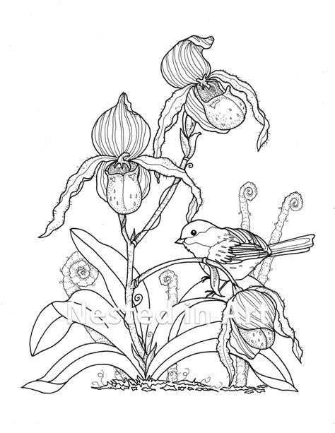 Adult Coloring Page Bird And Lady Slipper Orchids Digital Etsy