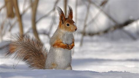 Cute Winter Animal Wallpapers Top Free Cute Winter