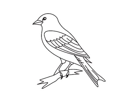 Belajar Gambar Mewarnai Hewan Burung Untuk Pemula Cara Mudah Mewarnai