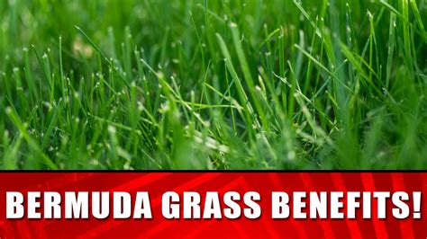 Bermuda Grass Benefits Youtube