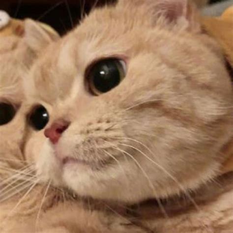 Cute Matching Cat Icons In 2022 Cat Icon Cat Profile Cute Cat 