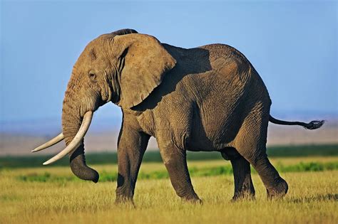 African Elephant Loxodonta Africana Photograph By Nhpa Fine Art America