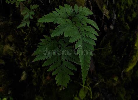 Fern On The Palm Tree Stock Photo Image Of Deciduous 200354866