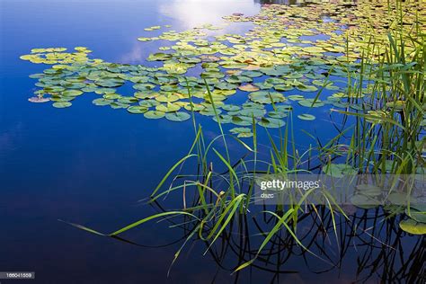 Long Pond Maine Deep Blue Water Lake Lily Pads Grasses High Res Stock