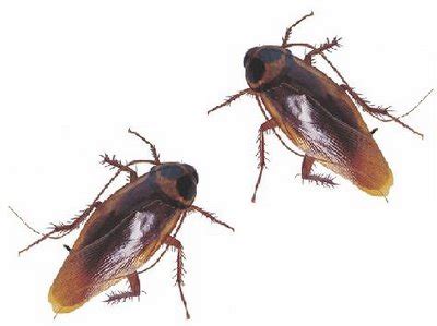 Check spelling or type a new query. ..Miz Diary..: ciss!! binatang..Fakta Lipas!!