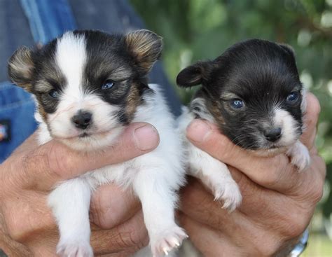 Roads End Papillons 3 Week Old Papillon Puppies
