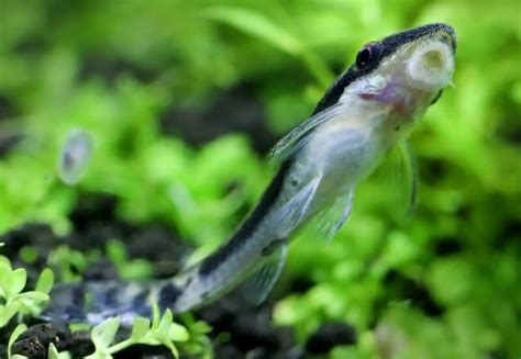 20 Effective Algae Eaters For Freshwater Aquarium All Sizes