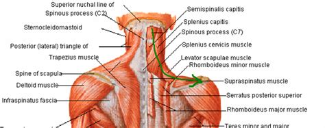 Intermediate back muscles and c. neck muscles base of skull - ModernHeal.com