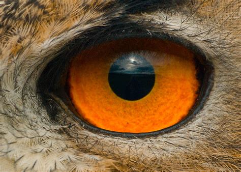 Avian Eye The High Technology Of Nature World Mysteries Blog