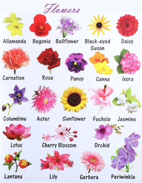 Maybe you would like to learn more about one of these? Flower Names List In Hindi - Idalias Salon