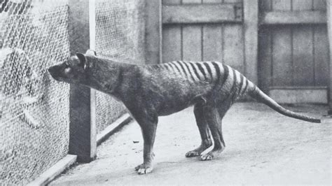 El demonio de tasmania, un mamífero depredador emblemático de australia, se ha vuelto más resistente a un tipo de cáncer que afecta a la especie, lo el extinto tigre de tasmania nació como cualquier otro marsupial, sin embargo, al salir de la bolsa materna se desarrolló como un ejemplar. 7 especies consideradas extintas pero que realmente no lo ...