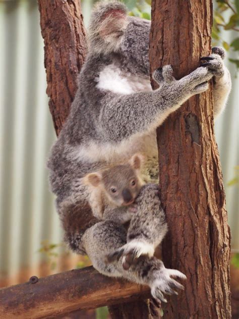 Koala And Baby In Pouch Koala Bear Koala Bear