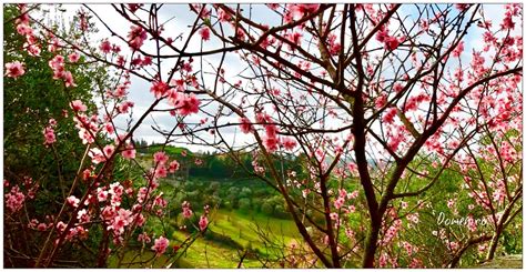 Anticipo Di Primavera Spring Advance Domenico T Flickr