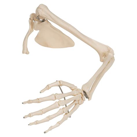 Arm Skeleton Anatomy Ubicaciondepersonascdmxgobmx