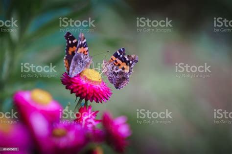 Two Butterfly And Flower Stock Photo Download Image Now Agriculture
