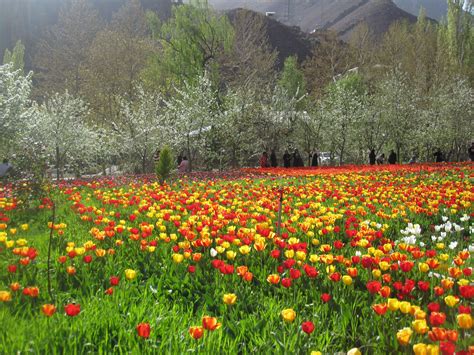 Tulip Garden In Gachsar Beautiful Places Natural Landmarks Tulips