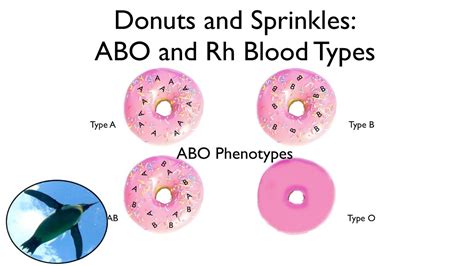 Please note the price listed above does not include the standard. Blood Types: ABO and Rh (with donuts and sprinkles!) - YouTube