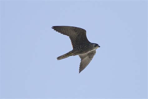 Peregrine falcon has curved beak, sharp talons, pointed wings, stocky body and long tail. Ann Brokelman Photography: Peregrine Falcon (Juvenile) and ...