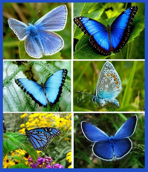 Different Species Of Blue Butterflies My Blue Heaven Pinterest