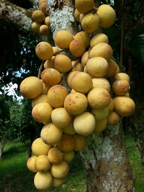 Langsat Local Fruit Tropical Fruits Vegetables