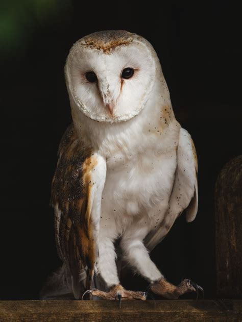 Bird Owl Photography Birdphotography Shoot Animalphotography