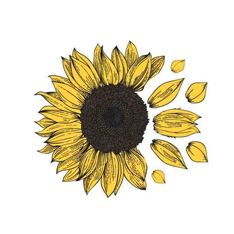 Sunflower Png Flower Svg And Png Sunflower Svg Svg Files For Cricut