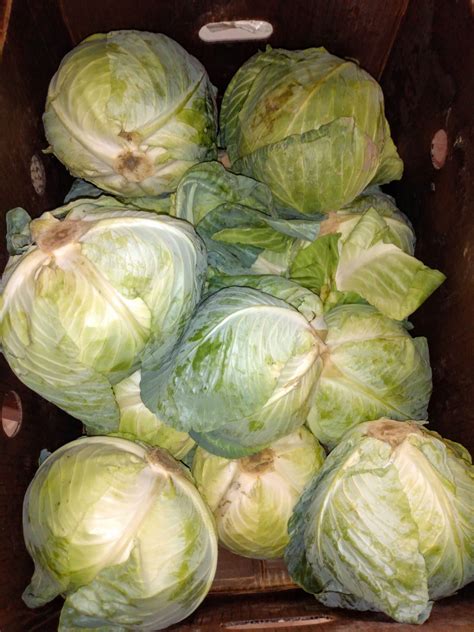 food magick cabbage fermentation ⋆ heathen planet